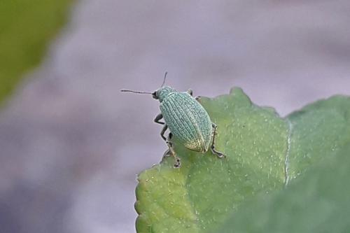 Entiminae